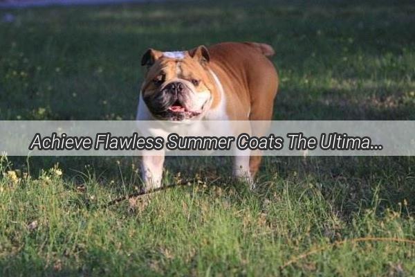 Achieve Flawless Summer Coats The Ultimate Guide to Dog ShortSleeve Haircuts